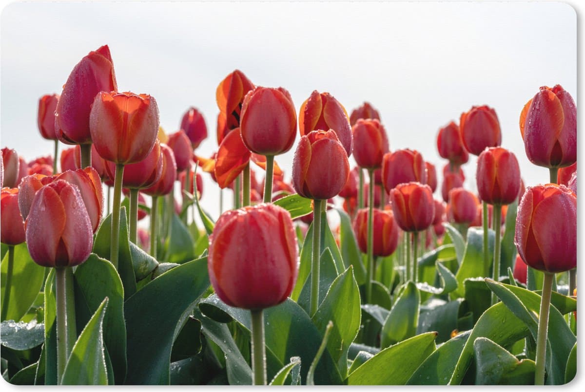 Muismat XXL 120x80 cm - Bureau onderlegger - Bureau mat Een gebied met rode tulpen in Nederland - Bureaumat - Gaming mousepad xl - Bureaulegger groot - Computer deskmat