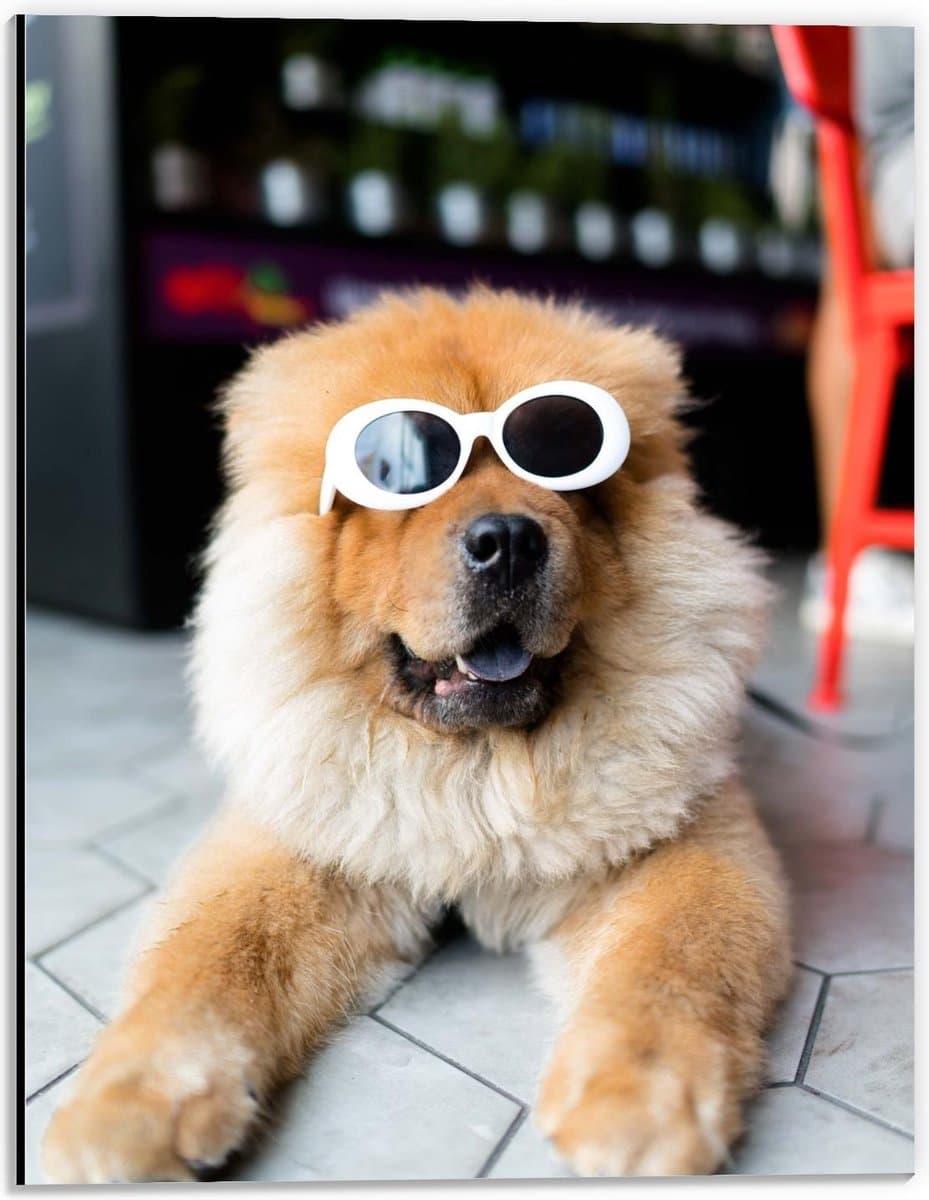 Dibond - Stoere Hond met Zonnebril - 30x40cm Foto op Aluminium (Wanddecoratie van metaal)