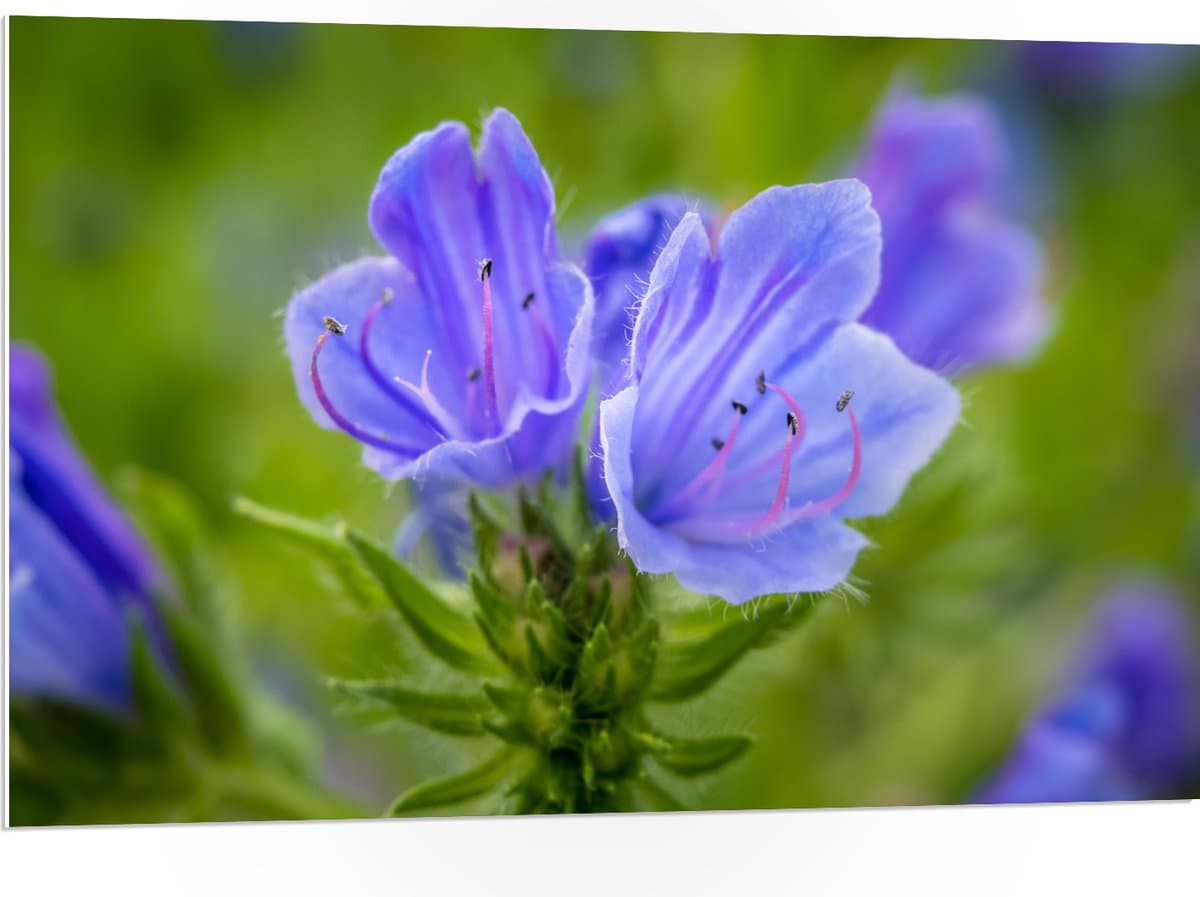 PVC Schuimplaat - Close Up van Blauwe Slangenkruid Bloemen - 105x70 cm Foto op PVC Schuimplaat (Met Ophangsysteem)