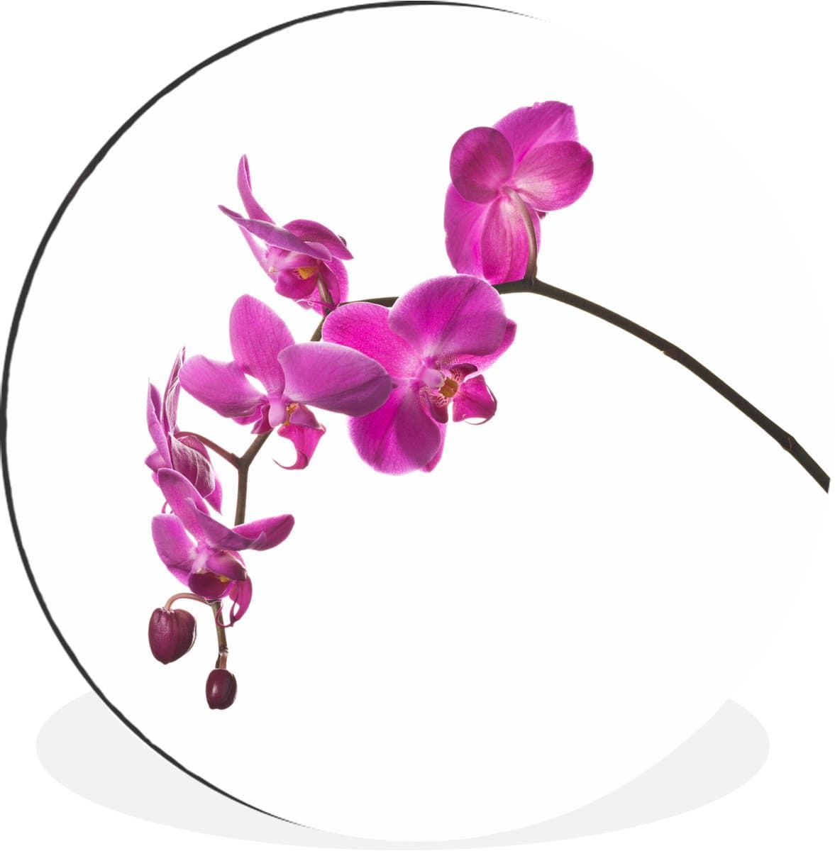 WallCircle - Wandcirkel - Muurcirkel - Orchidee tegen witte achtergrond - Aluminium - Dibond - 140x140 cm - Binnen en Buiten