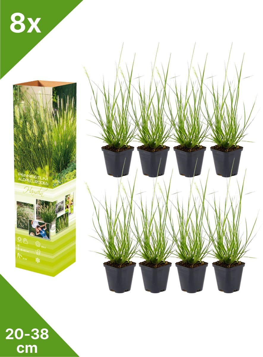GARDENZO - 8x Lampepoetsergras - Pennisetum alop. 'Hameln' - in P9 pot