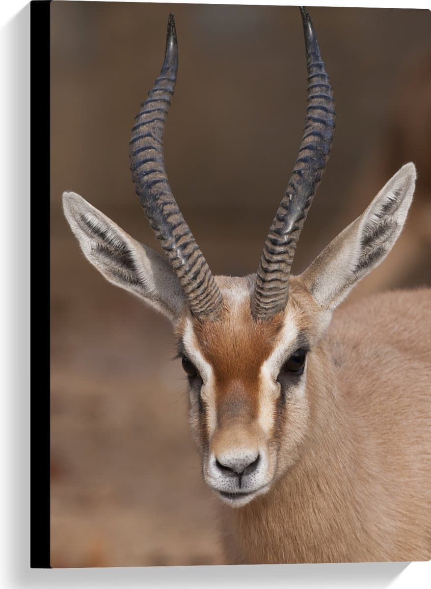 Canvas - Close up van gazelle die recht de camera in kijkt - 40x60 cm Foto op Canvas Schilderij (Wanddecoratie op Canvas)
