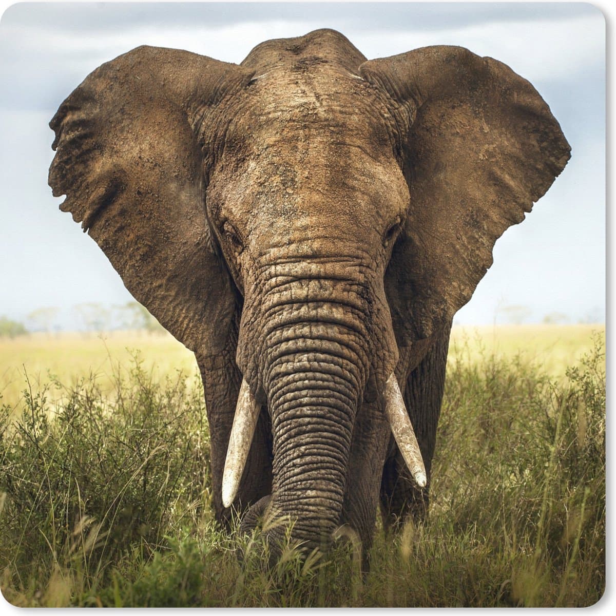 Muismat XXL 40x40 cm - Bureau onderlegger - Bureau mat Afrikaanse olifant vooraanzicht - Bureaumat - Gaming mousepad xl - Bureaulegger groot - Computer deskmat