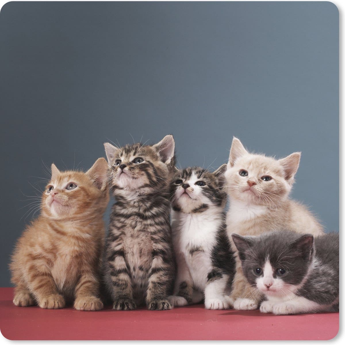 Muismat XXL 50x50 cm - Bureau onderlegger - Bureau mat Kittens - Blauw - Roze - Meisjes - Kinderen - Jongens - Kind - Bureaumat - Gaming mousepad xl - Bureaulegger groot - Computer deskmat