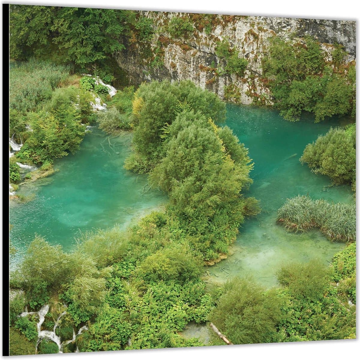 Dibond –Bomen in het Water– 50x50 Foto op Aluminium (Wanddecoratie van metaal)