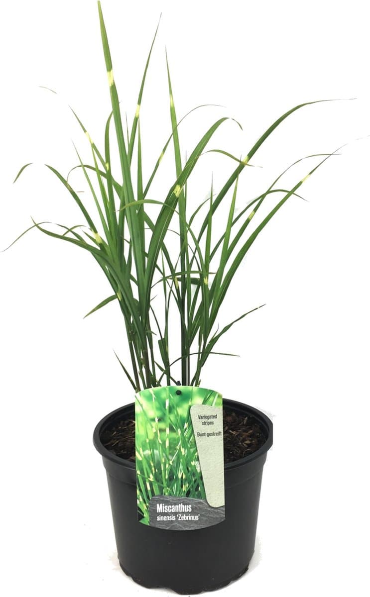 Plant in a Box - Miscanthus Zebrinus - Winterhard Siergras - Pot 23cm - Hoogte 20-30cm