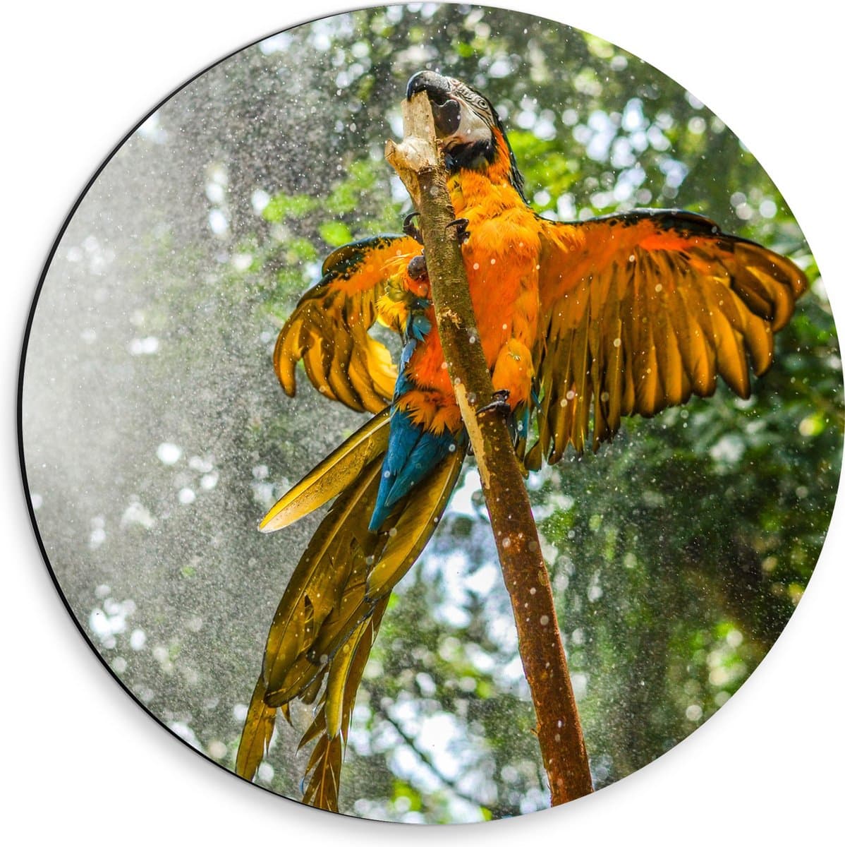 Dibond Muurcirkel - Waterdruppels Vallend op Blauw met Gele Papegaai in het Bos - 30x30 cm Foto op Aluminium Muurcirkel (met ophangsysteem)