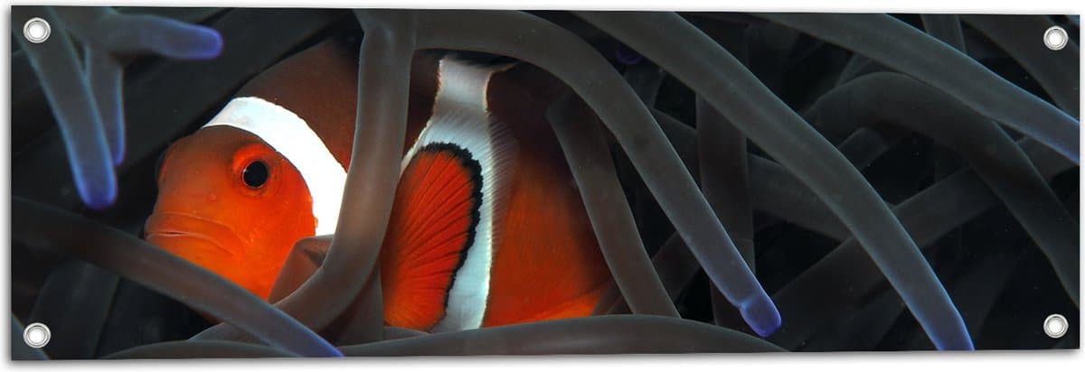 Tuinposter – Nemovis tussen Koraal - 90x30 cm Foto op Tuinposter (wanddecoratie voor buiten en binnen)
