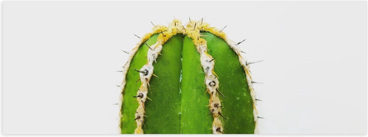 Poster (Mat) - Plant - Cactus - Prikkers - Groen - 60x20 cm Foto op Posterpapier met een Matte look