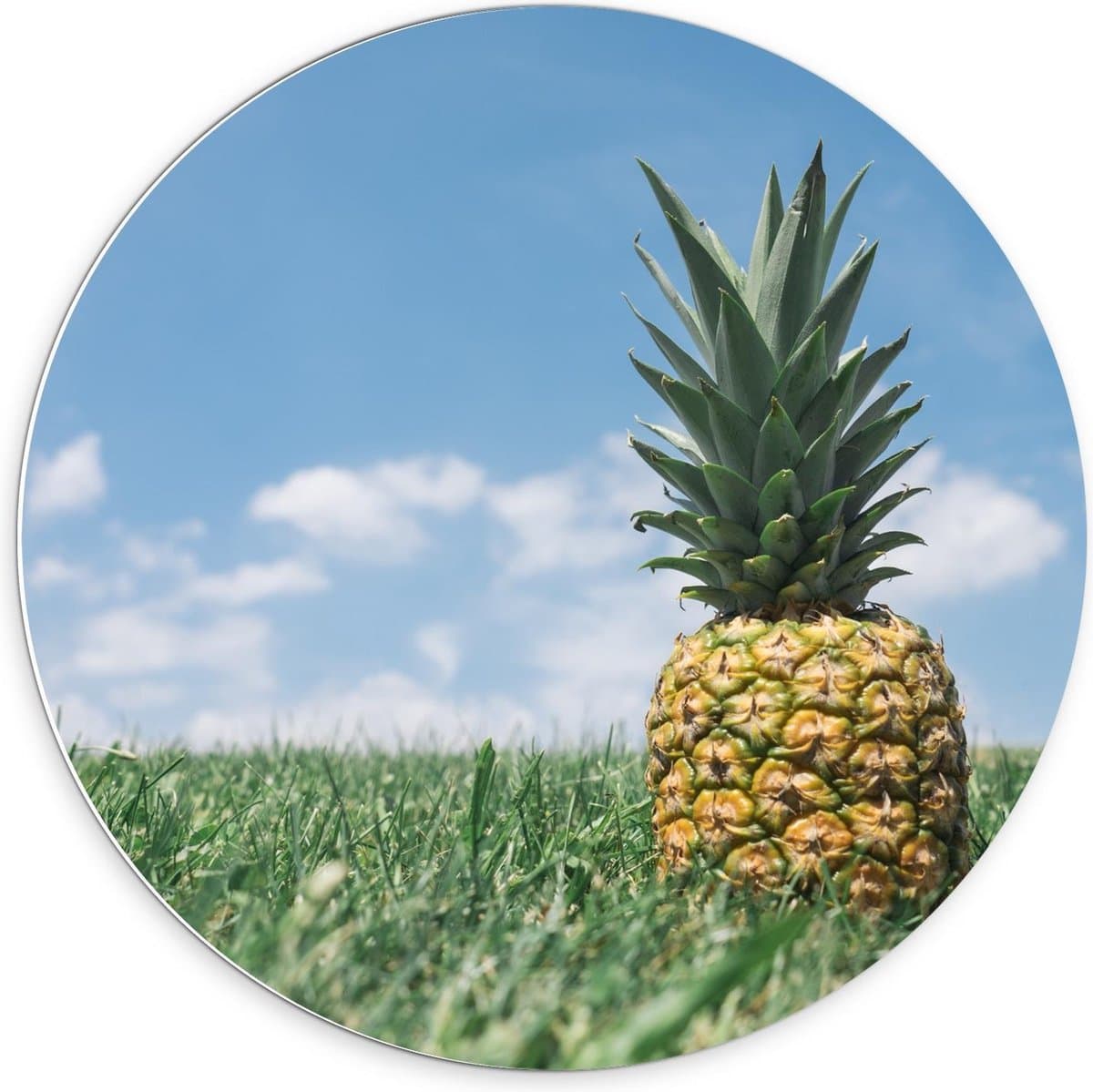Forex Wandcirkel - Ananas in Groen Gras/Weiland met Blauwe Lucht - 70x70cm Foto op Wandcirkel (met ophangsysteem)
