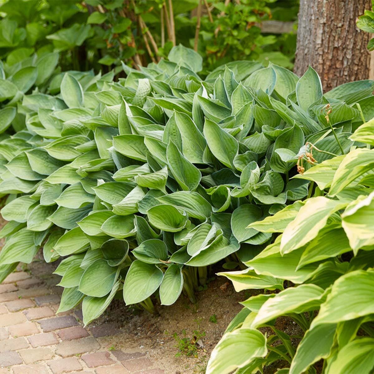 Bloomique - Hosta Sieboldiana Elegans - Hartlelie - Tuinplanten - Winterhard - Diervriendelijk - Hoogte 10-20 cm - Pot 9x9 cm