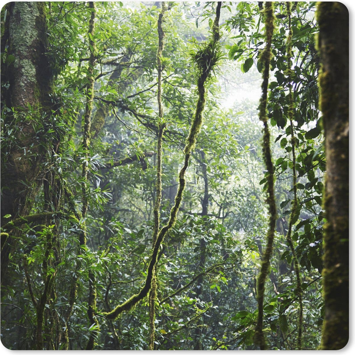 Muismat XXL 60x60 cm - Bureau onderlegger - Bureau mat Tropisch regenwoud - Bureaumat - Gaming mousepad xl - Bureaulegger groot - Computer deskmat