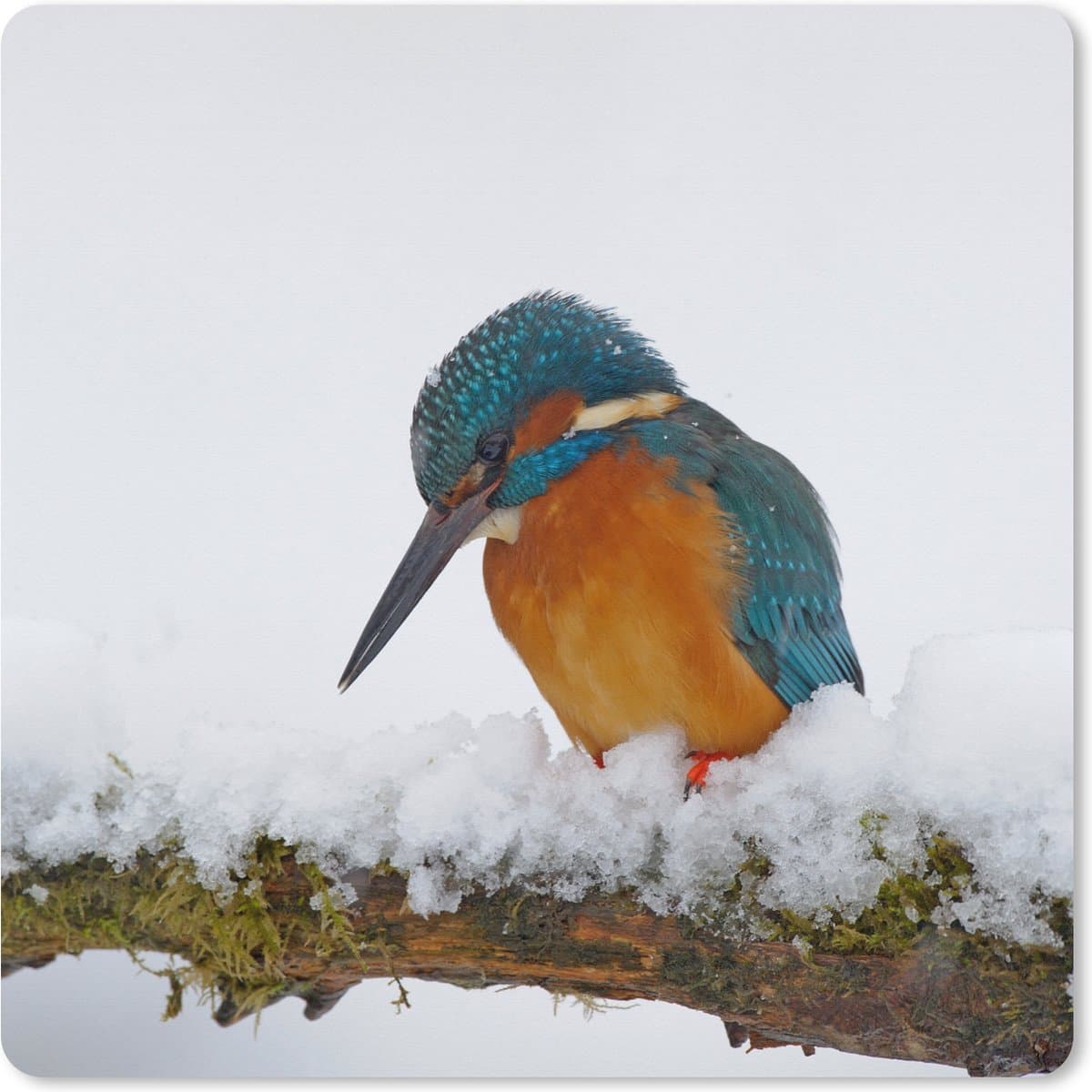 Muismat XXL 60x60 cm - Bureau onderlegger - Bureau mat IJsvogel - Sneeuw - Winter - Bureaumat - Gaming mousepad xl - Bureaulegger groot - Computer deskmat