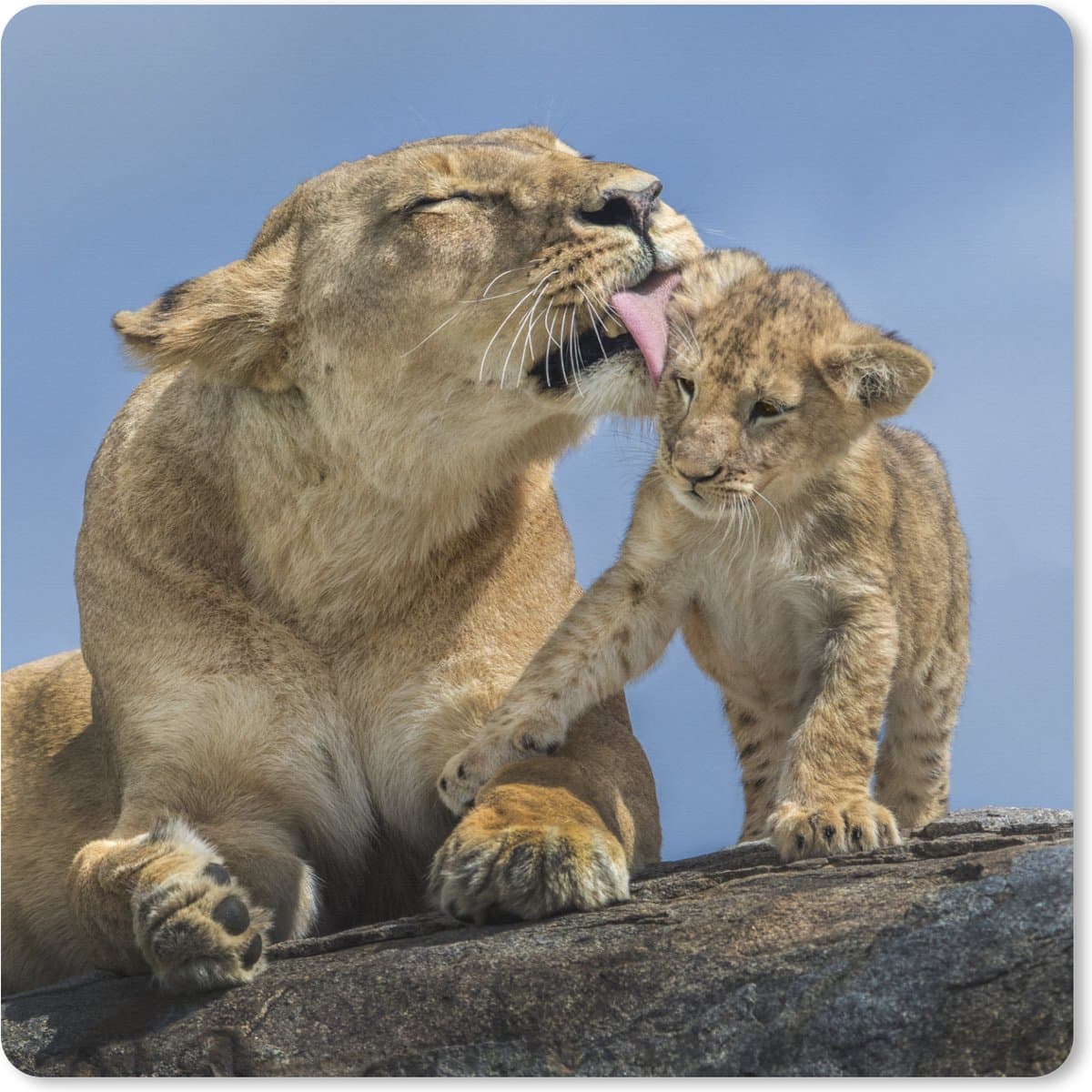 Muismat XXL 60x60 cm - Bureau onderlegger - Bureau mat Leeuw - Baby - Wilde dieren - Bureaumat - Gaming mousepad xl - Bureaulegger groot - Computer deskmat