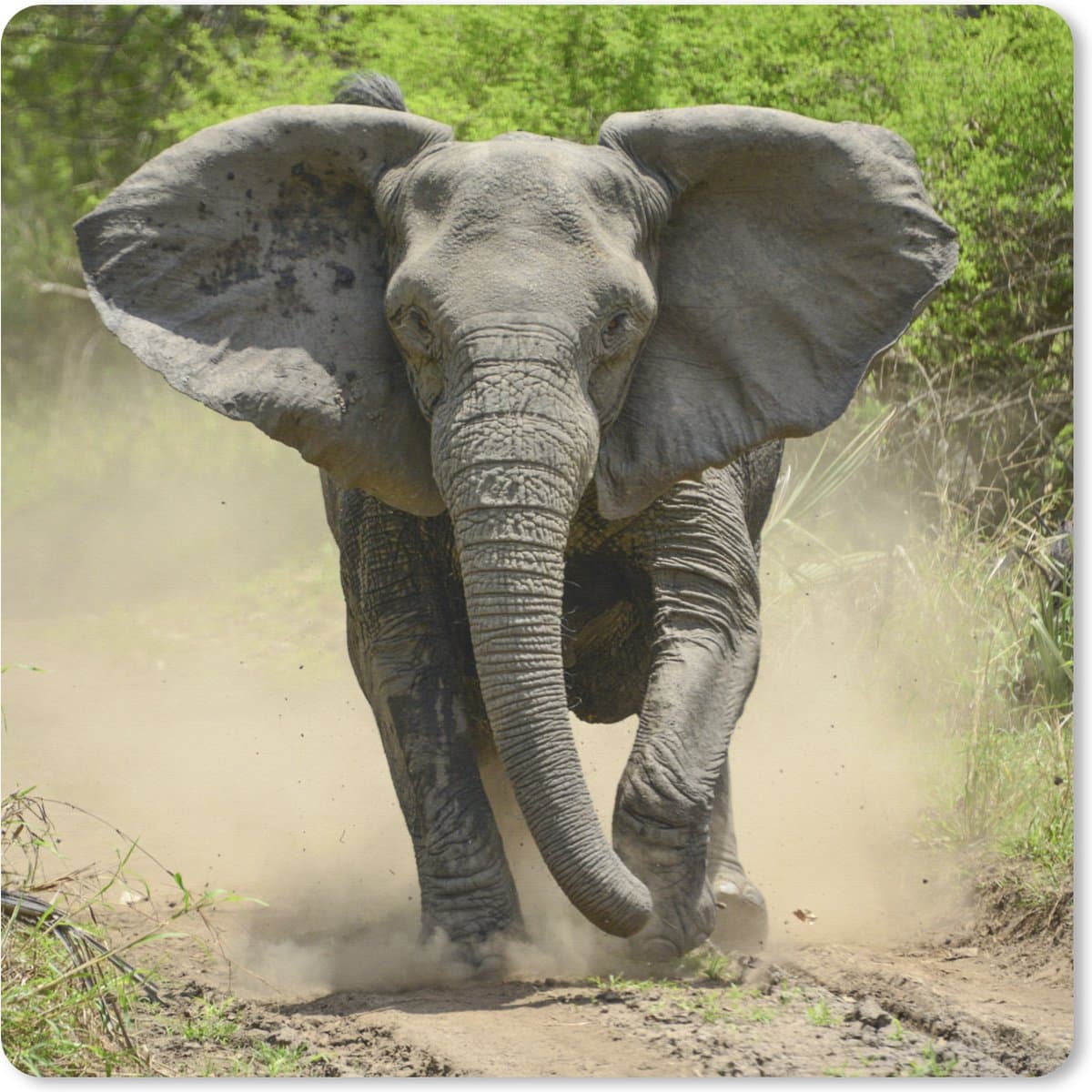 Muismat XXL 60x60 cm - Bureau onderlegger - Bureau mat Rennende olifant - Bureaumat - Gaming mousepad xl - Bureaulegger groot - Computer deskmat