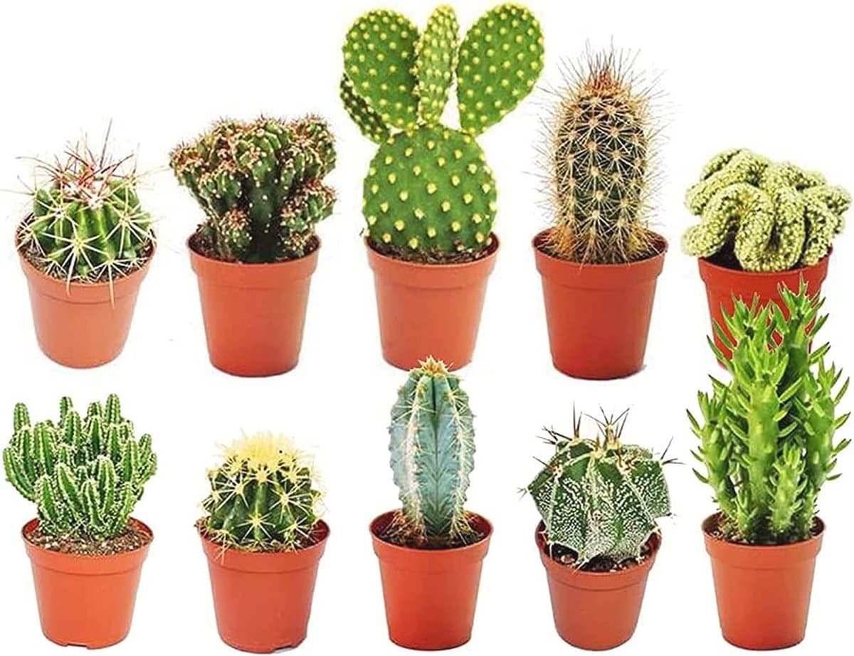 10 Verschillende Soorten Gemengde Cactussen voor Beginners