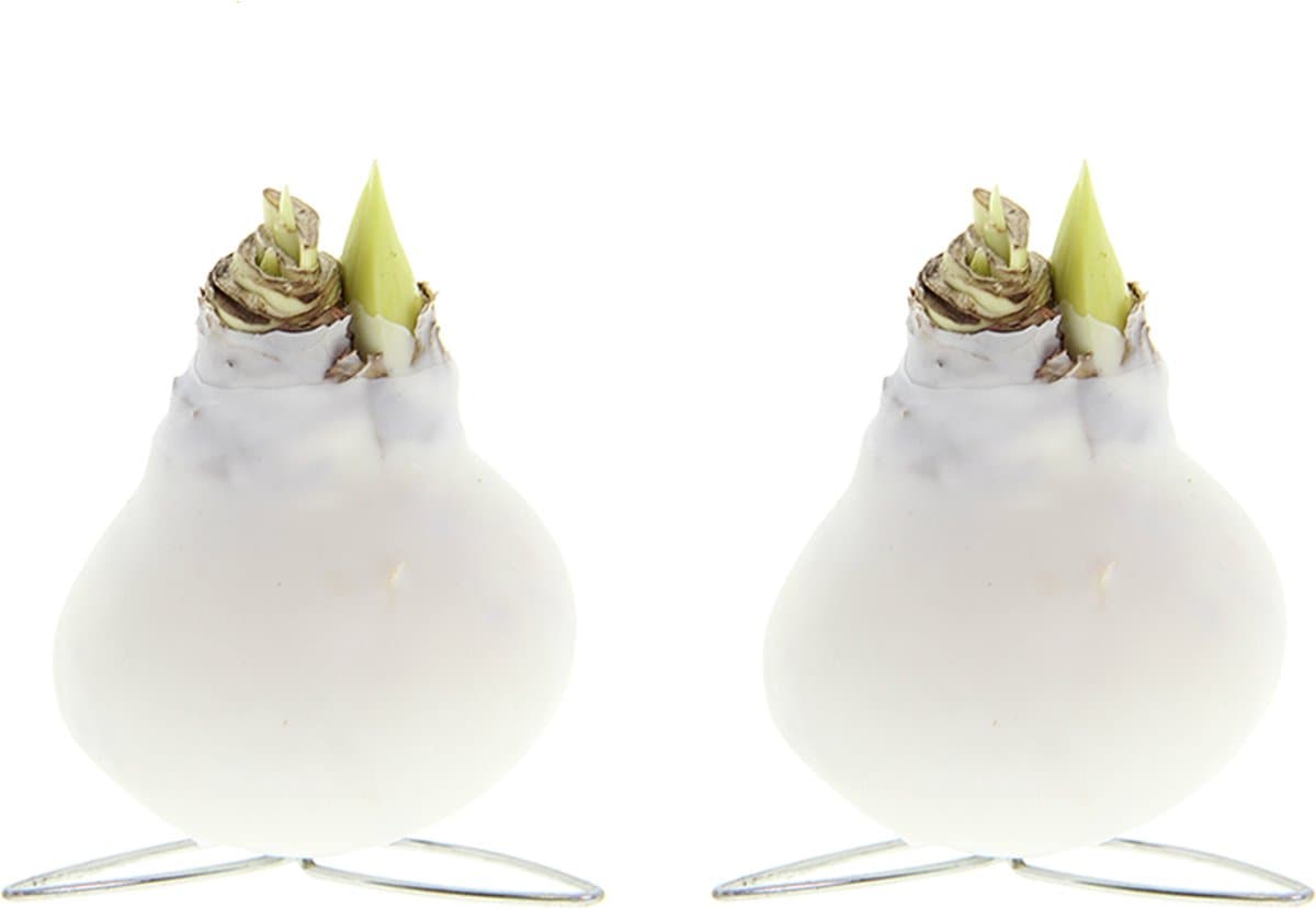 Bloomique - Set van 2 - Amaryllis Bol in Witte Wax - Kolibri Wit - Bloembol - No Water Flowers - Kerstversiering - Hoogte 10-20 cm bij Levering - Groeit tot 30-50 cm - 7cm diameter