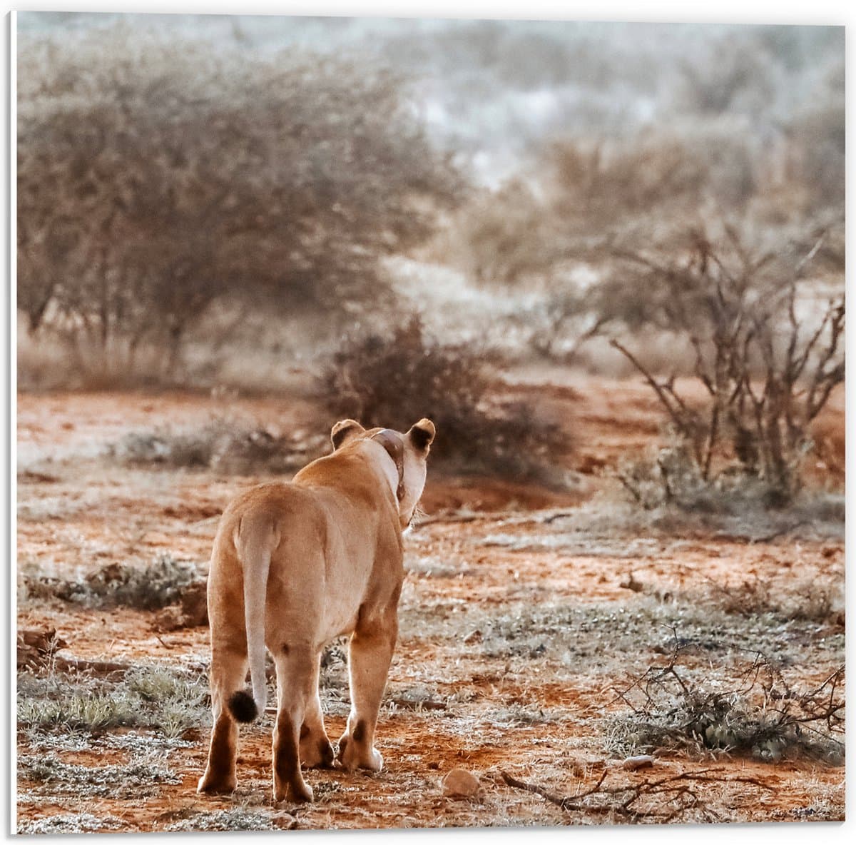 PVC Schuimplaat - Achteraanzicht van Sluipende Leeuw in Afrikaans Landschap - 50x50 cm Foto op PVC Schuimplaat (Met Ophangsysteem)