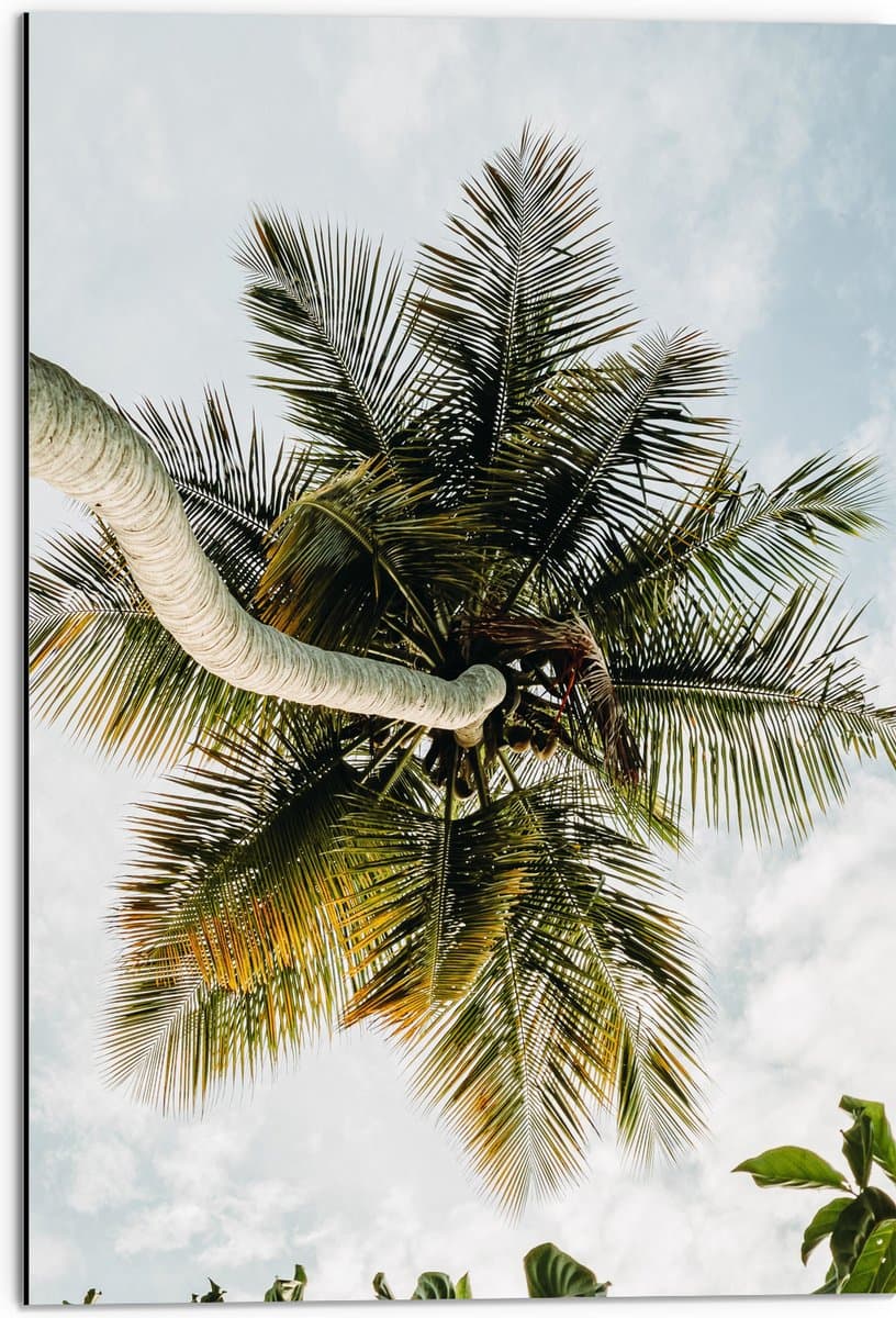 Dibond - Palmboom vanaf onder - 50x75 cm Foto op Aluminium (Met Ophangsysteem)