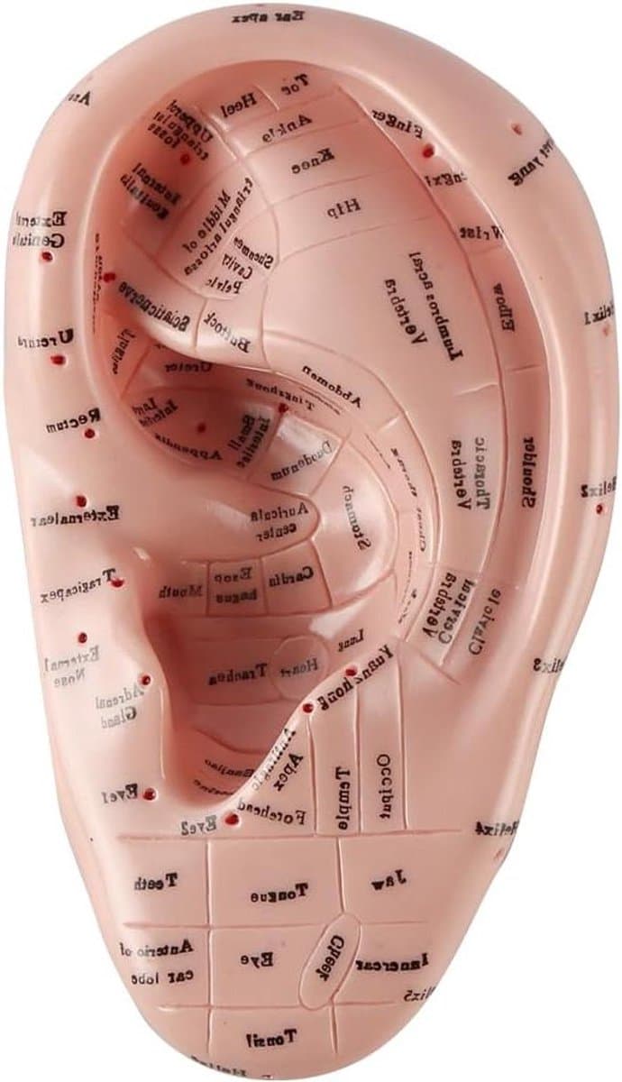 EGoods - Zacht PVC ooracupunctuurmodel van 17cm voor ooranatomiestudie en laboratoriumgebruik
