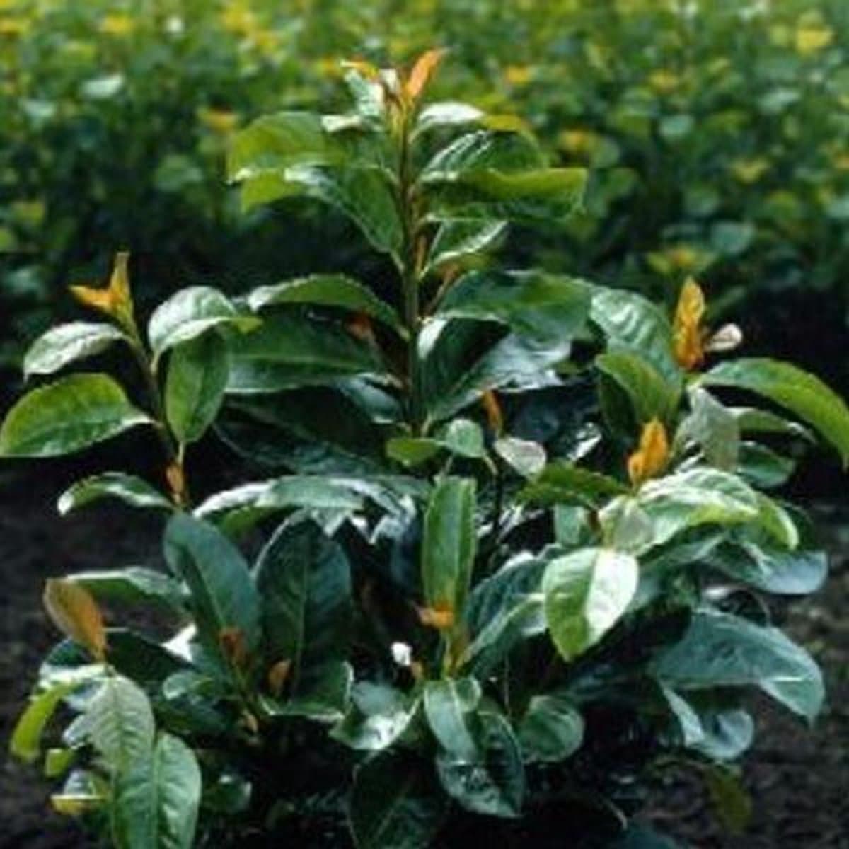 Prunus Laurocerasus Etna ( 'Anbri') - Laurierkers 60-80 cm in pot