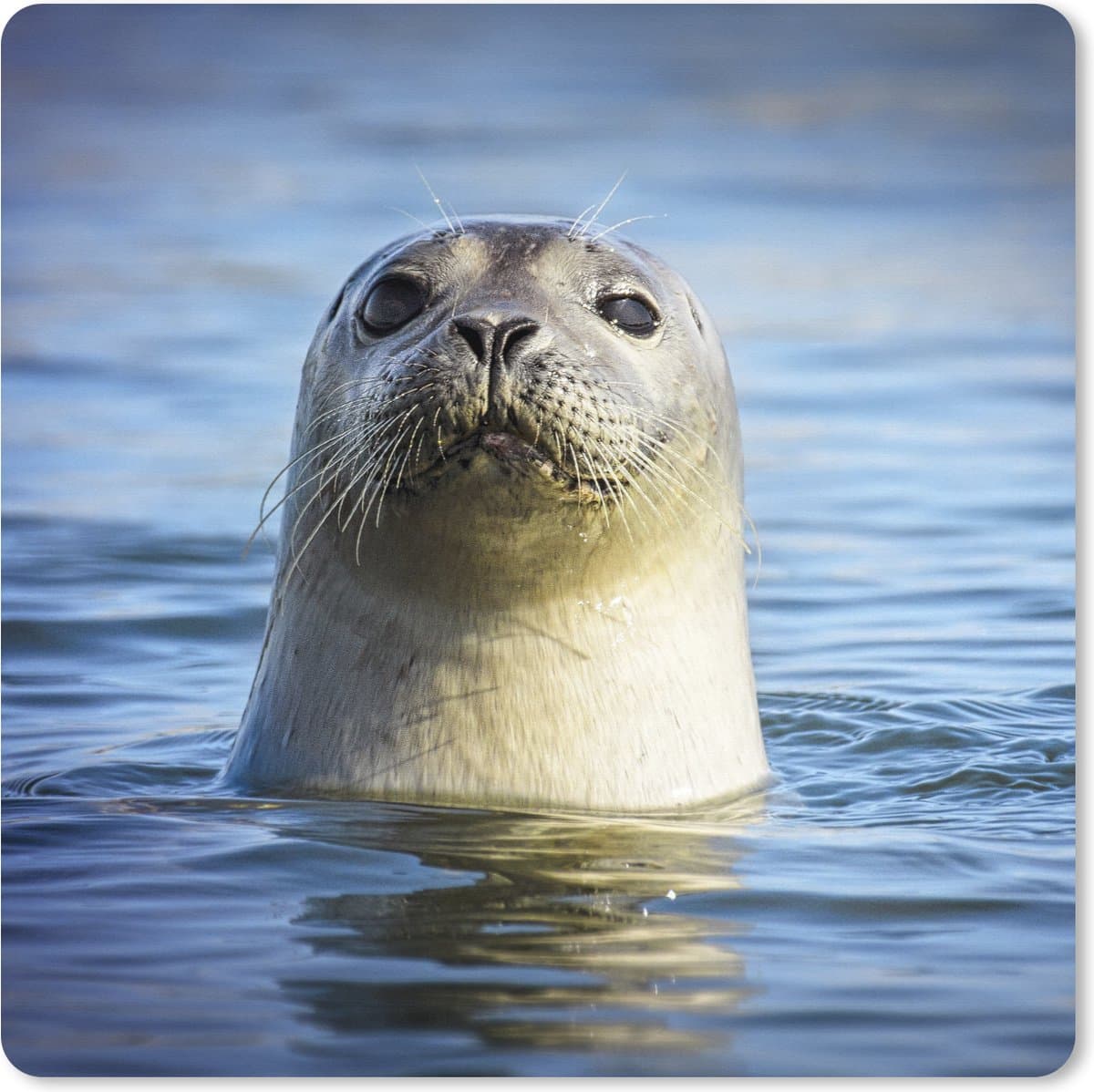 Muismat XXL 50x50 cm - Bureau onderlegger - Bureau mat Zeehond - Portret - Water - Bureaumat - Gaming mousepad xl - Bureaulegger groot - Computer deskmat