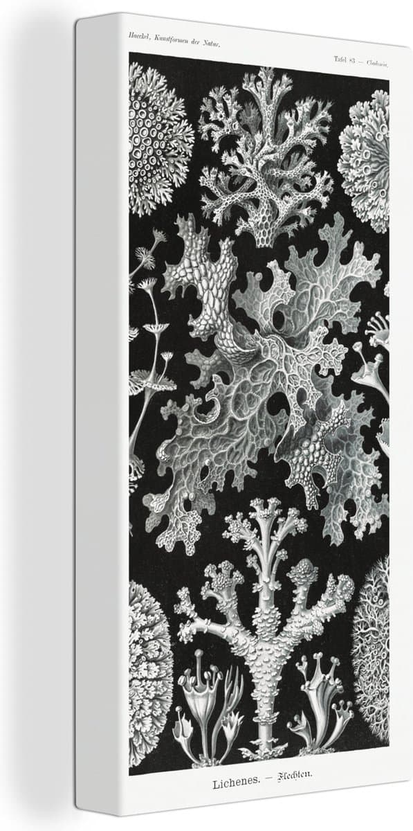 Canvas - Botanisch - Schimmel - Tekening - Wanddecoratie - Vintage - Canvas schildersdoek - Schilderijen woonkamer - Zwart-Wit - Ernst Haeckel - 80x160 cm