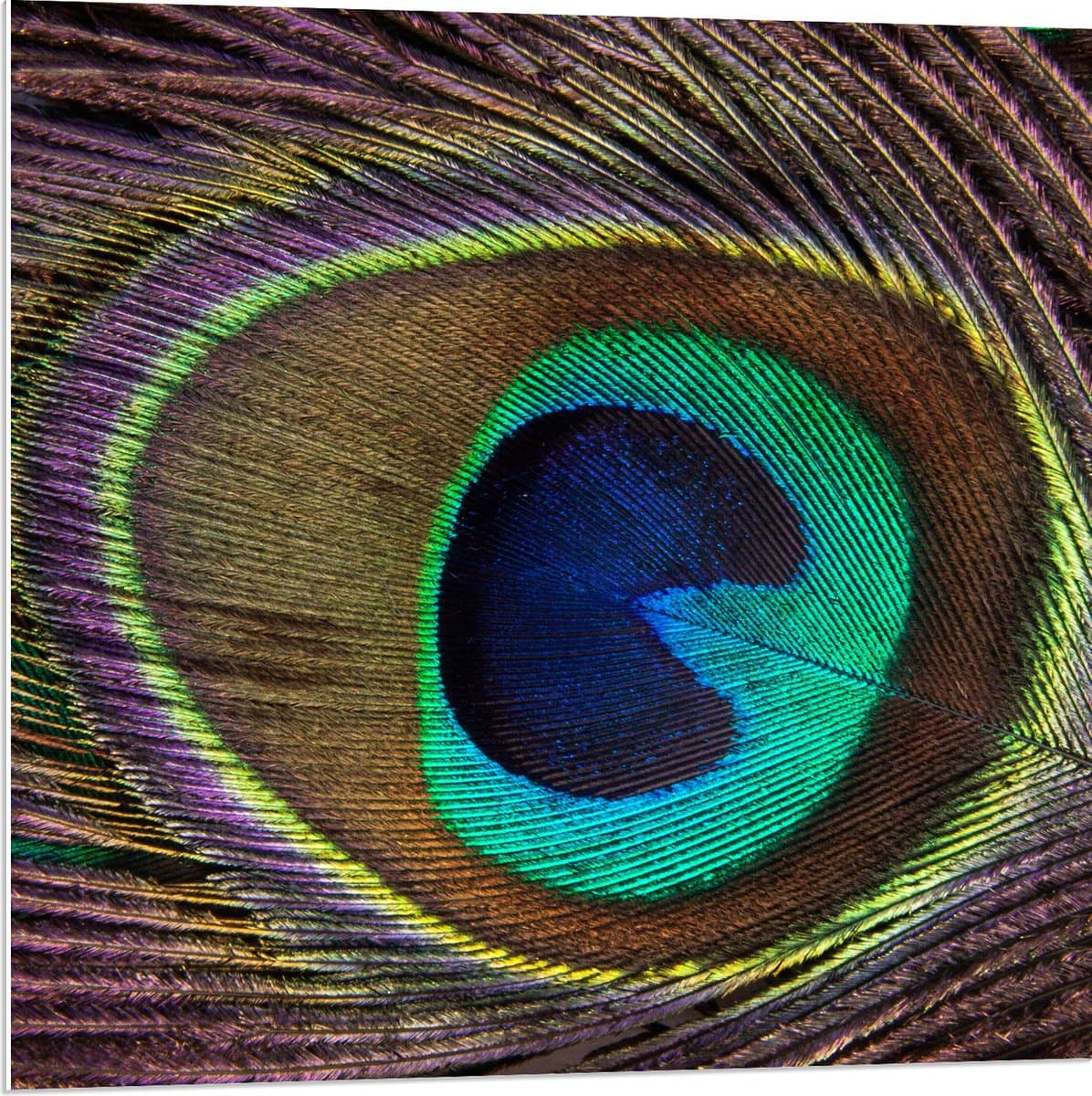PVC Schuimplaat- Oog van een Pauwenveer - 80x80 cm Foto op PVC Schuimplaat