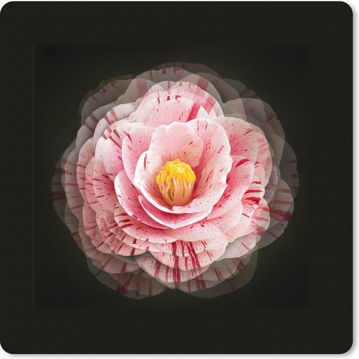 Muismat XXL 40x40 cm - Bureau onderlegger - Bureau mat Bloem - Camelia - Roze - Bureaumat - Gaming mousepad xl - Bureaulegger groot - Computer deskmat
