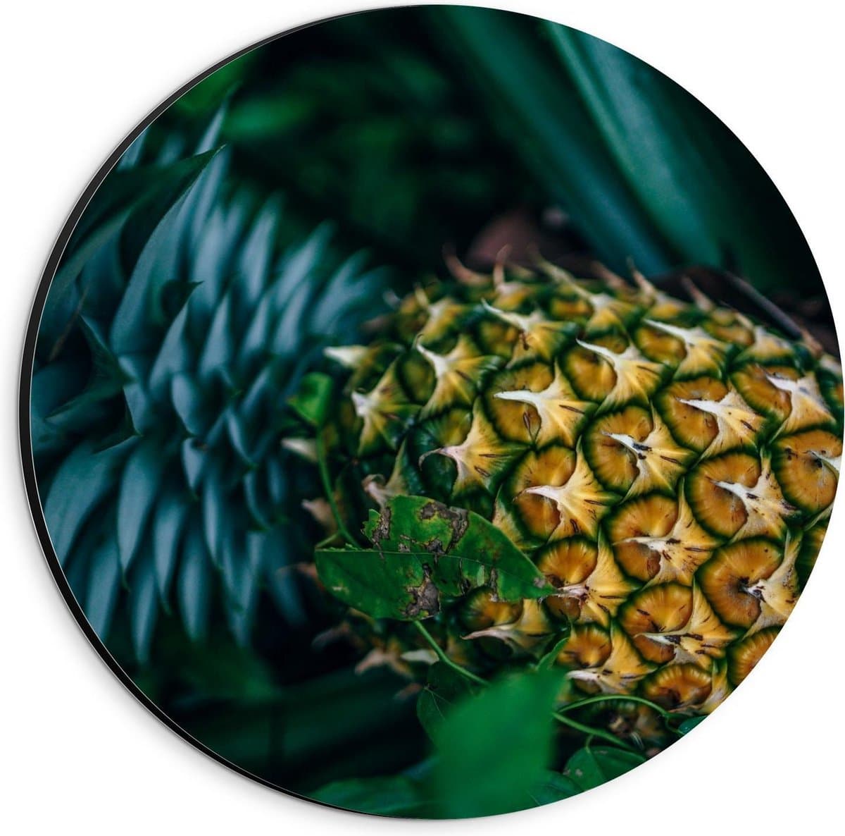 Dibond Wandcirkel - Ananas aan Plant - 20x20cm Foto op Aluminium Wandcirkel (met ophangsysteem)