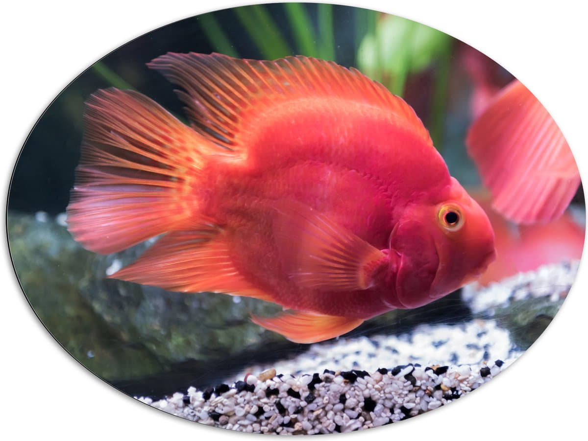 Dibond Ovaal - Rode Papegaai Cichlide Vis Zwemmend in Aquarium - 108x81 cm Foto op Ovaal (Met Ophangsysteem)