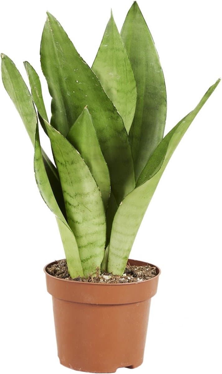 PLNTS - Sansevieria Trifasciata Moonshine - Kamerplant - Kweekpot 12 cm - Hoogte 40 cm