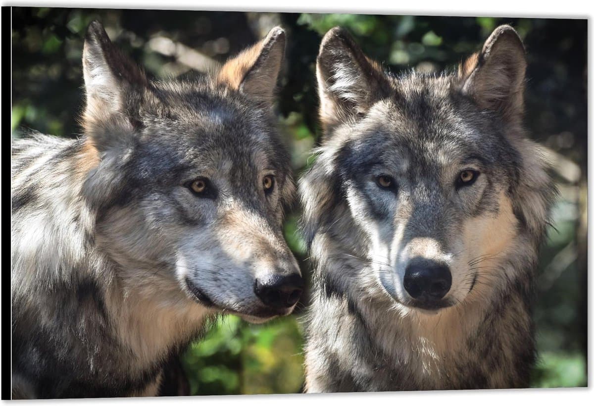 Dibond –Wolvenpaar– 60x40 Foto op Aluminium (Wanddecoratie van metaal)