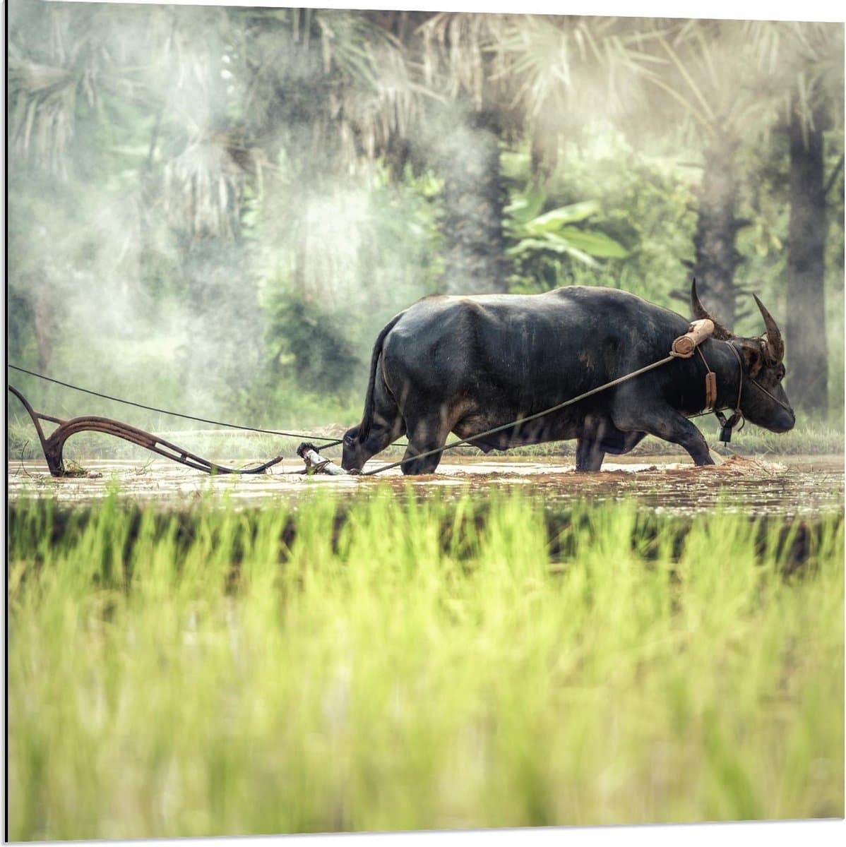 Dibond - Oss met Werktuig - 80x80cm Foto op Aluminium (Met Ophangsysteem)