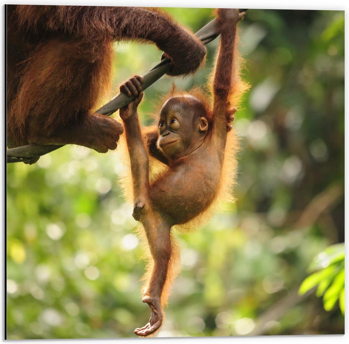 Dibond - Slingerend Baby Aapje - 50x50cm Foto op Aluminium (Met Ophangsysteem)