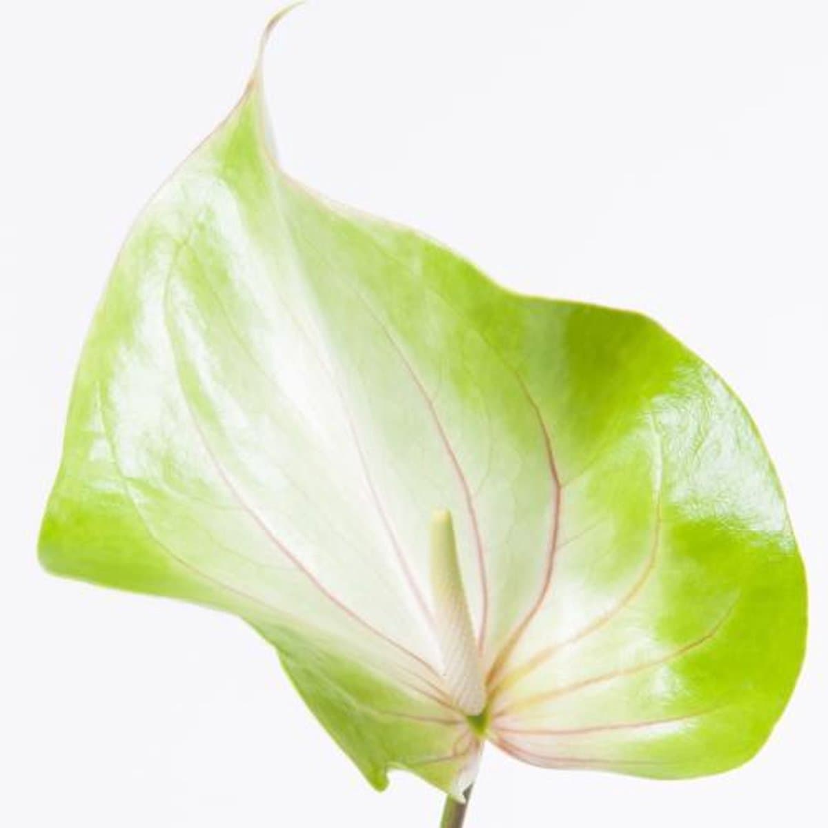 16x Anthurium grace 10cm