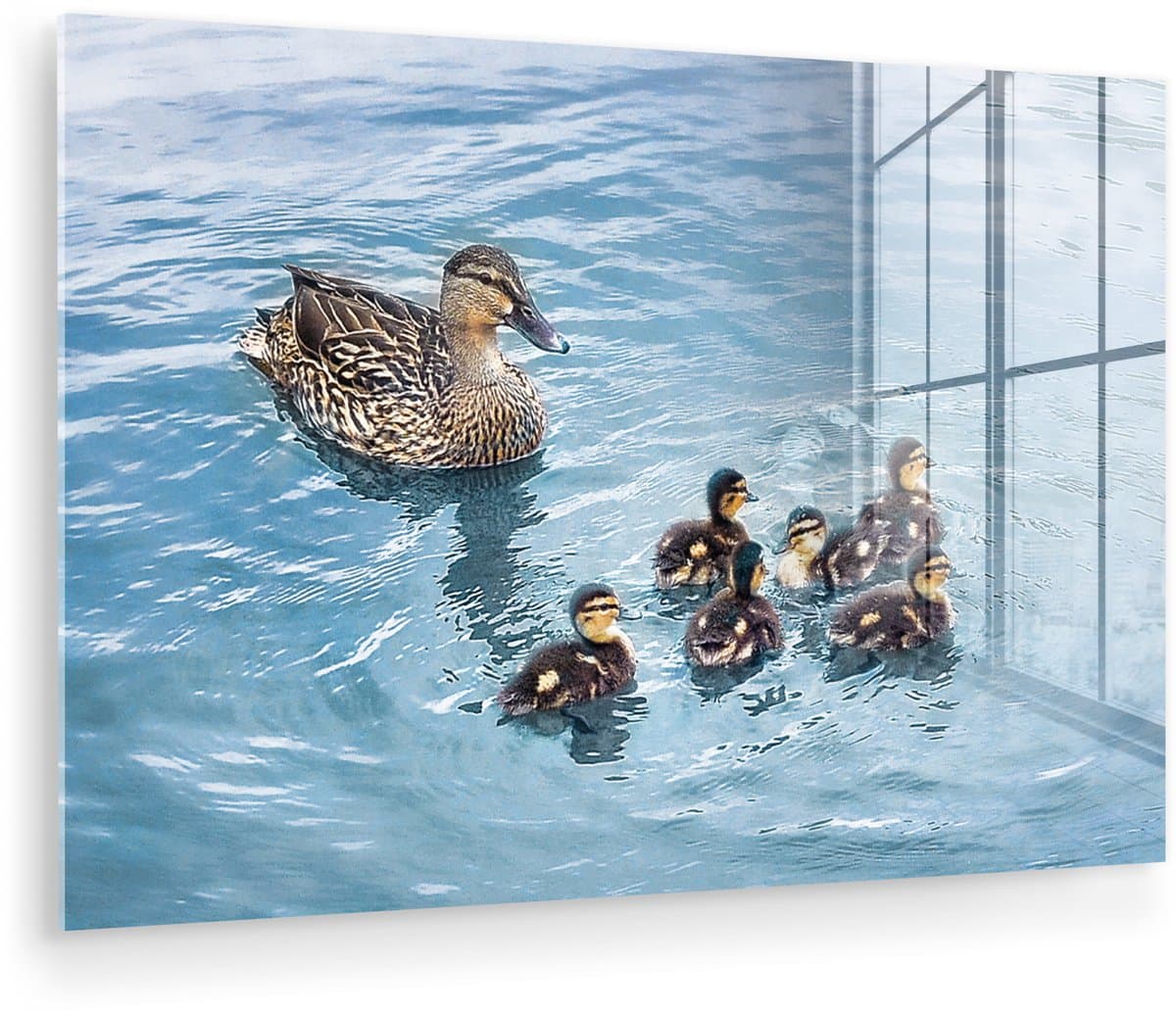 ® Glasschilderij 60x40 cm - Schilderij acrylglas - Eend - Moeder - Baby - Foto op glas - Muurdecoratie woonkamer - Wanddecoratie slaapkamer - Schilderijen