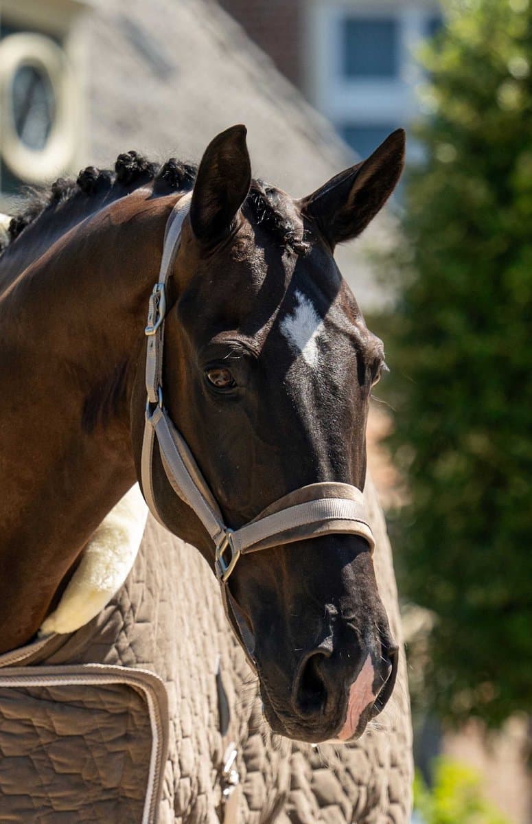 Showtime Halster Velvet Taupe - Pony