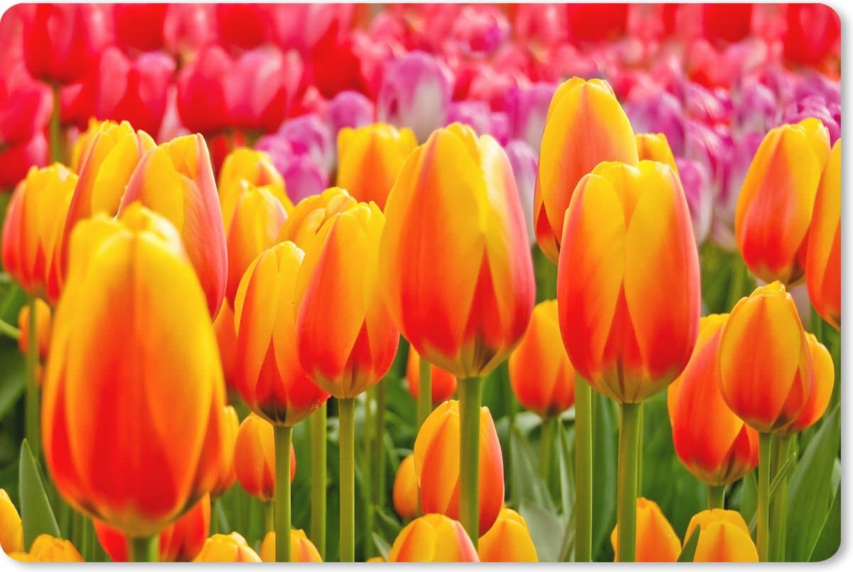 Muismat XXL 120x80 cm - Bureau onderlegger - Bureau mat Oranje tulpen in de Keukenhof in Nederland - Bureaumat - Gaming mousepad xl - Bureaulegger groot - Computer deskmat