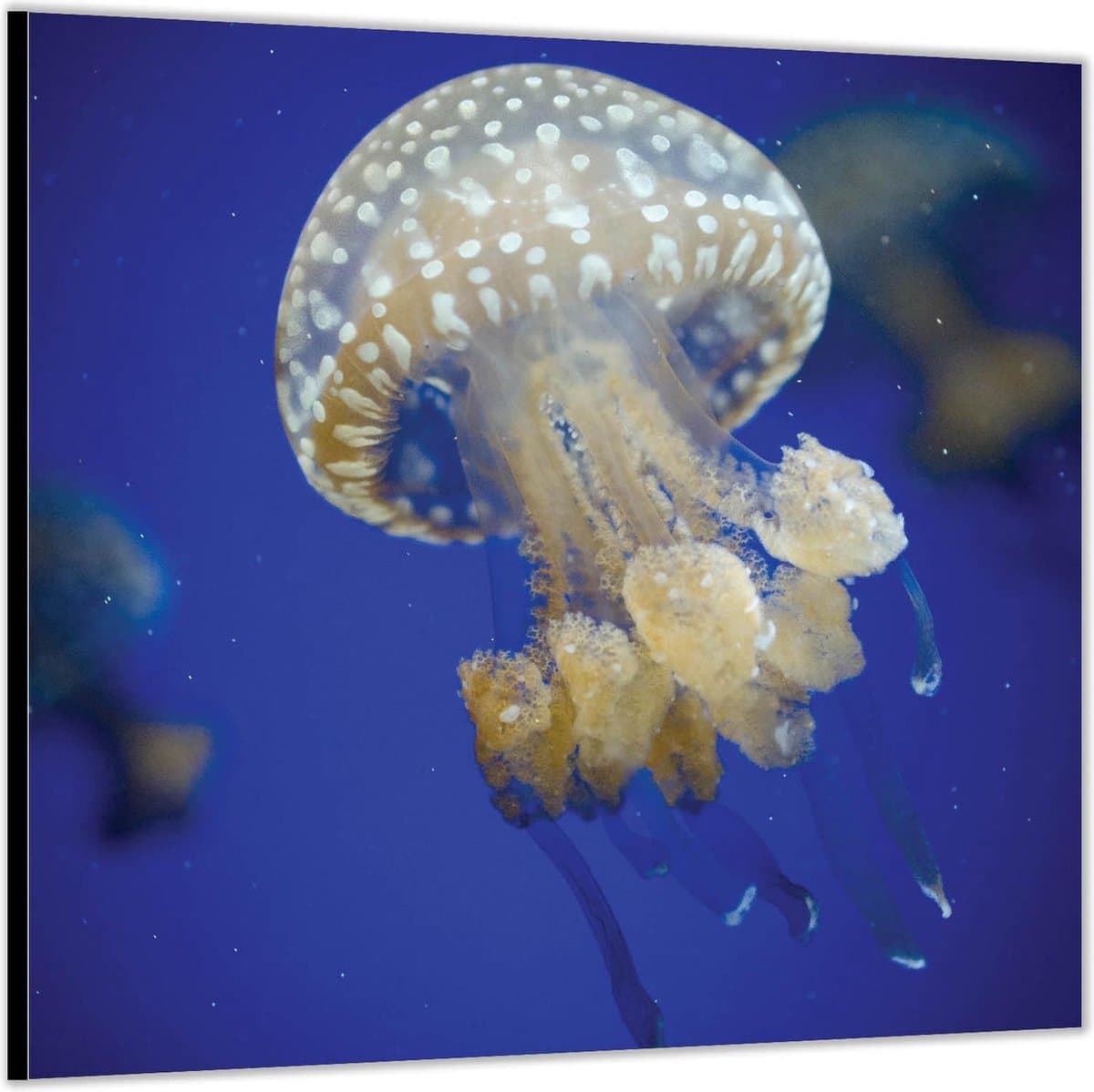 Dibond –Kwallen in het Water -50x50 Foto op Aluminium (Met ophang)