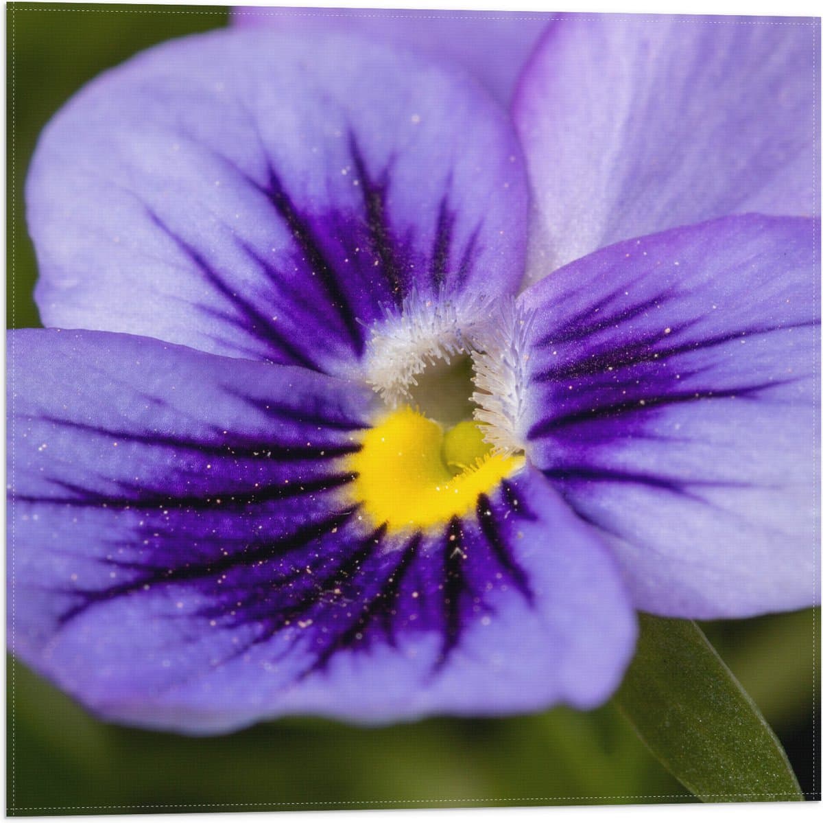 Vlag - Close Up van Paars Viooltje met Fel Geel Midden - Bloemen - 50x50 cm Foto op Polyester Vlag