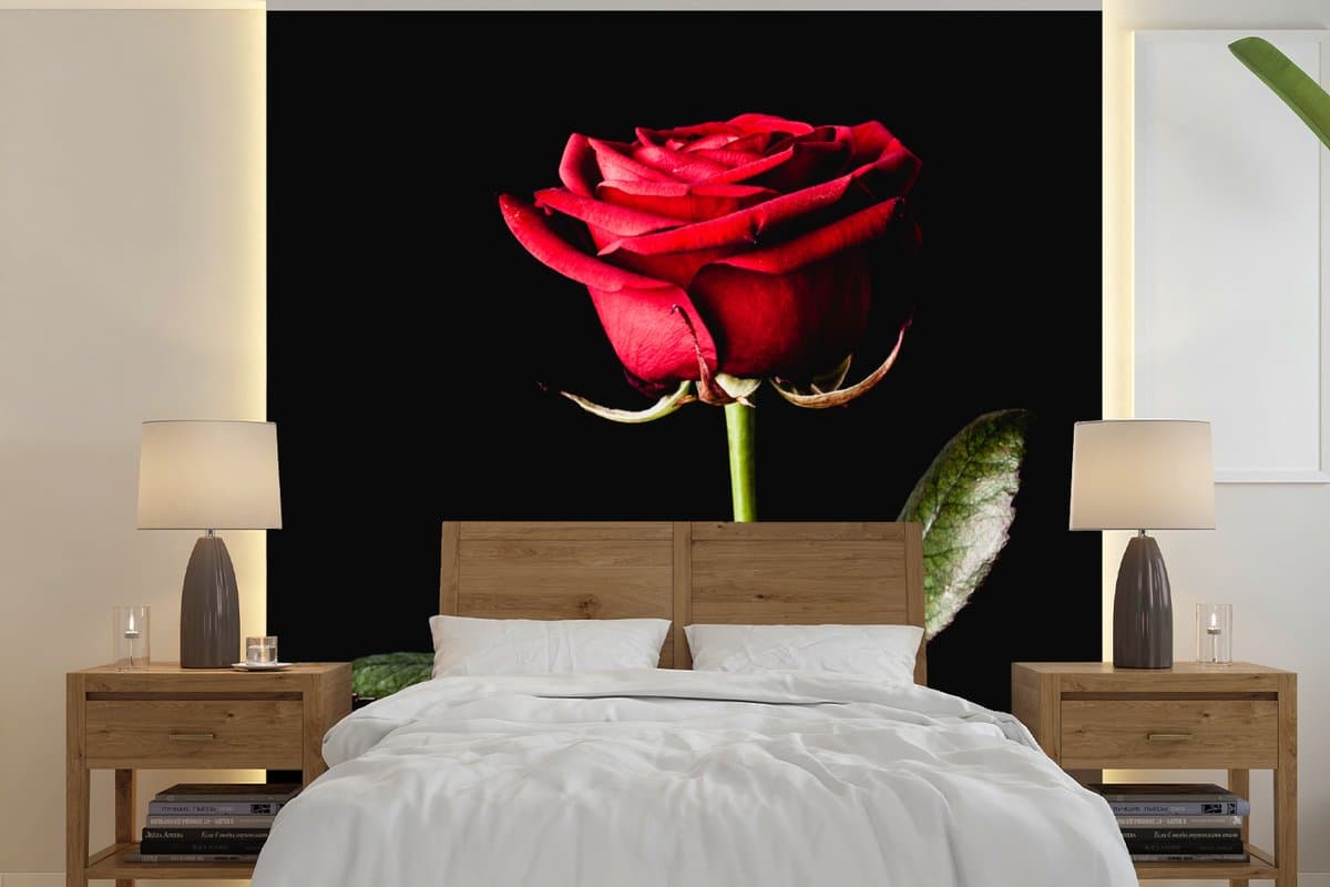 Behang - Fotobehang Een rode roos op een zwarte achtergrond - Breedte 280 cm x hoogte 280 cm