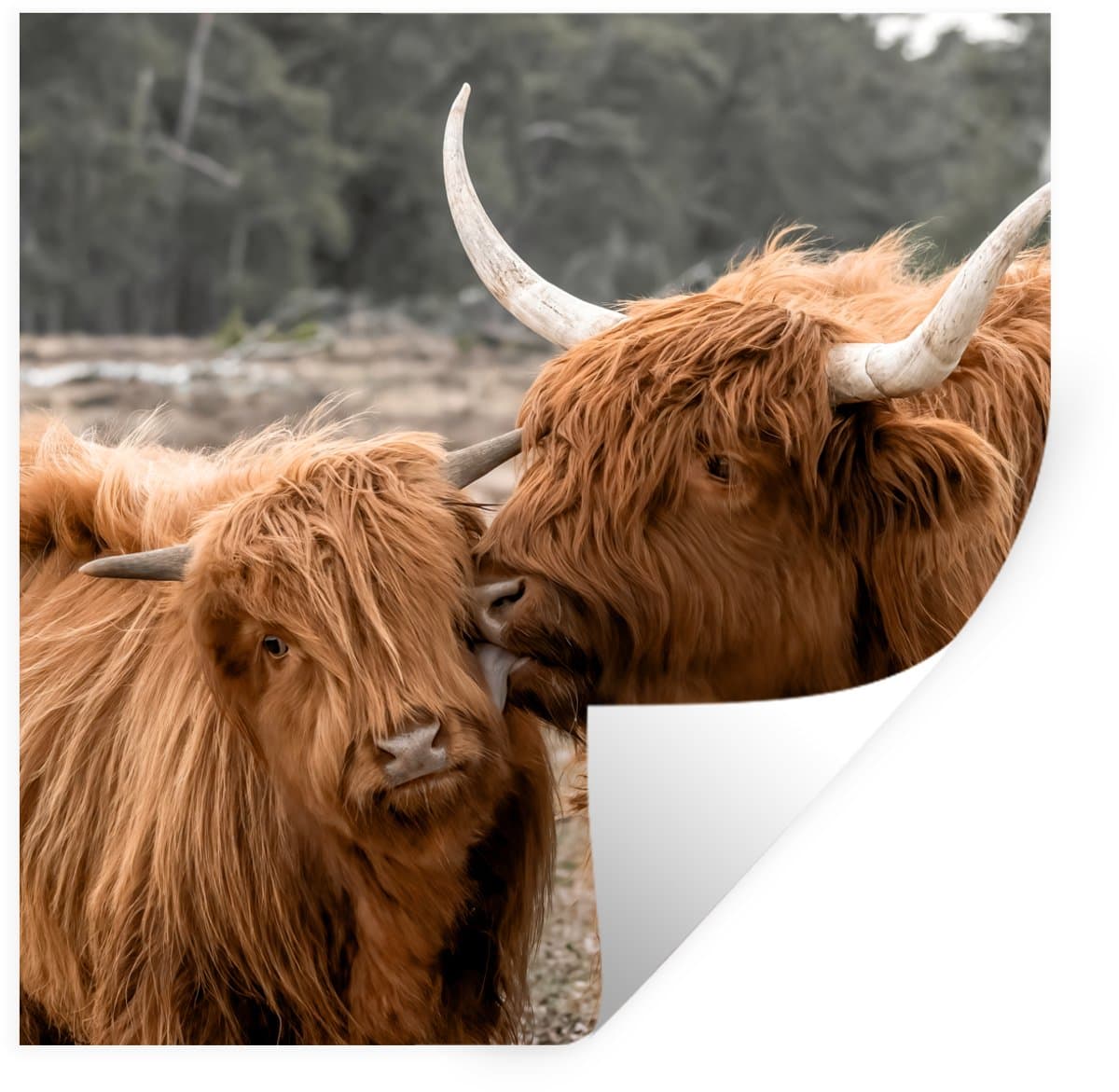 Muurstickers - Sticker Folie - Schotse hooglander - Dieren - Bos - 80x80 cm - Plakfolie - Muurstickers Kinderkamer - Zelfklevend Behang - Zelfklevend behangpapier - Stickerfolie