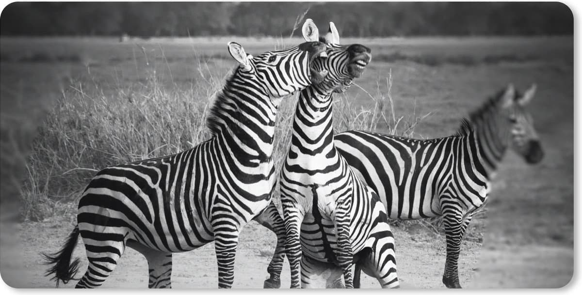 Muismat XXL 90x45 cm - Bureau onderlegger - Bureau mat Vechtende zebra's - Bureaumat - Gaming mousepad xl - Bureaulegger groot - Computer deskmat