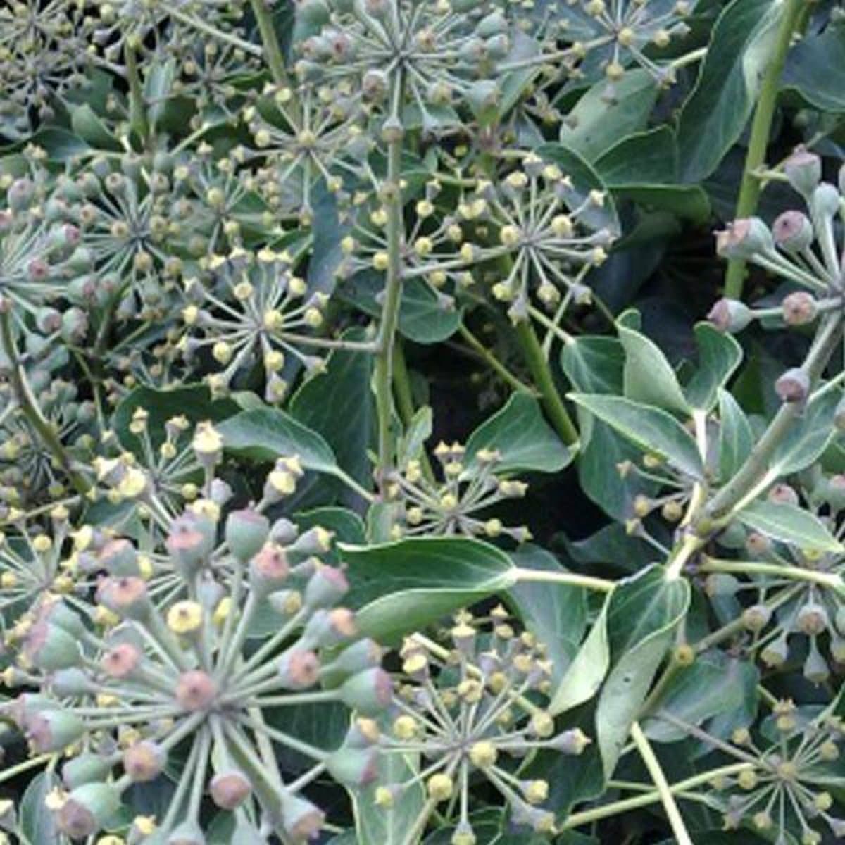 3 x Hedera Helix 'Arborescens' - Struikklimop 30-40 cm in pot