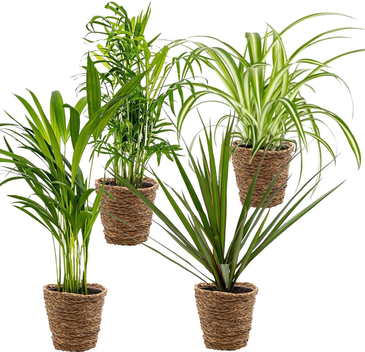 Bloomique - Mix van 4 - Luchtzuiverende Mix - Dracaena - Dypsis - Chamaedorea - Chlorophytum - Kamerplanten - Hoogte 20-40 cm - Rotan Mand 12 cm