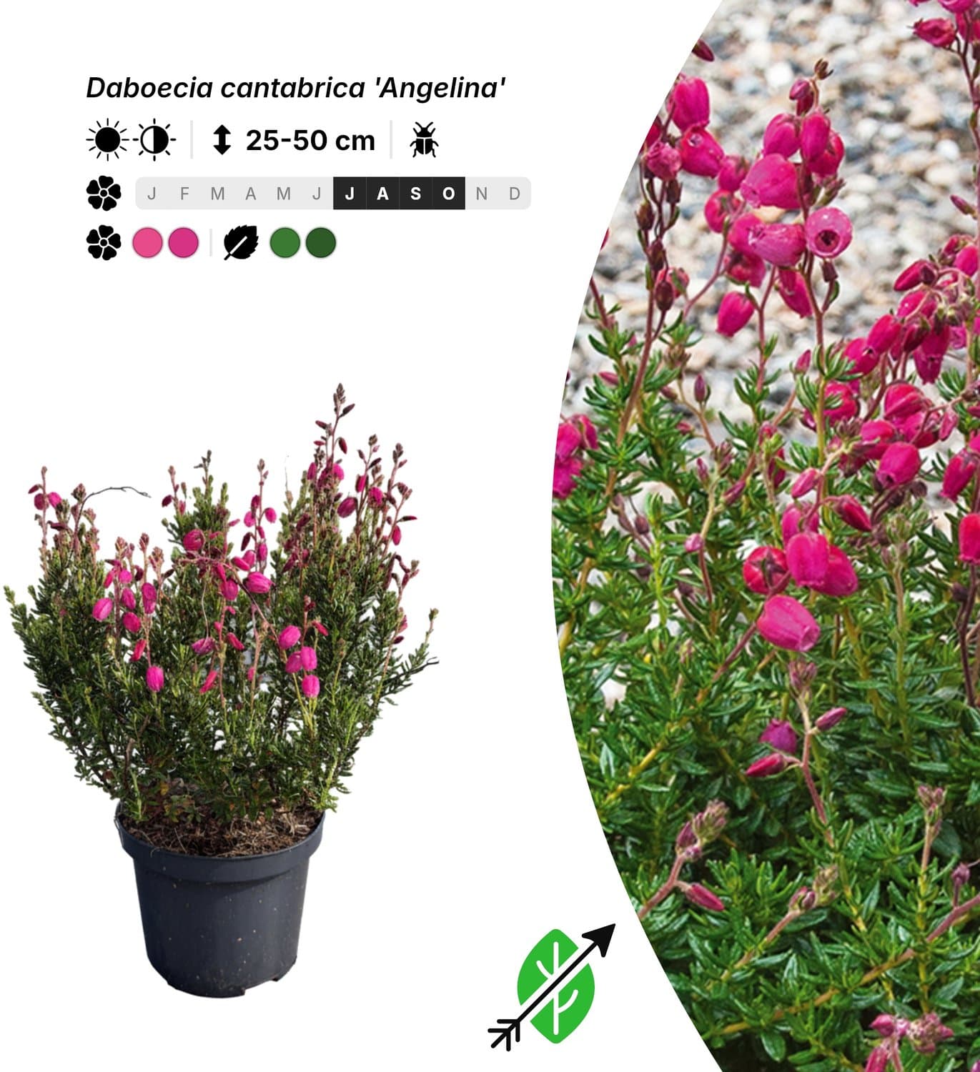 Singleplants - 6x Daboecia cantabrica 'Angelina' - Pot C1.5 - bodembedekker - in bloeiperiode