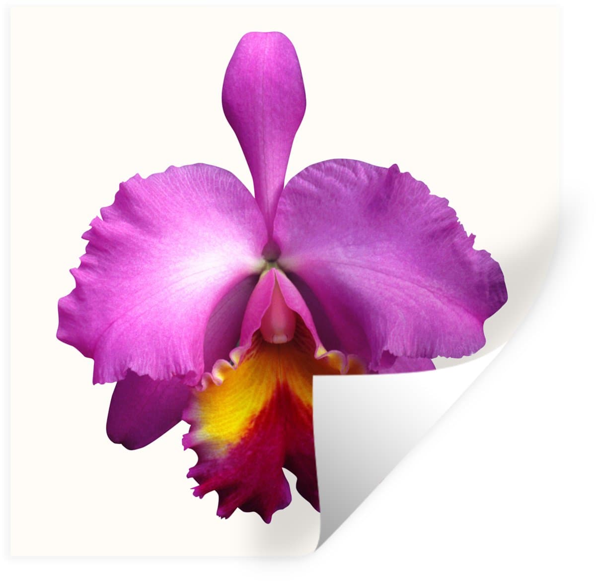Muurstickers - Sticker Folie - Close-up Orchidee - 30x30 cm - Plakfolie - Muurstickers Kinderkamer - Zelfklevend Behang - Zelfklevend behangpapier - Stickerfolie