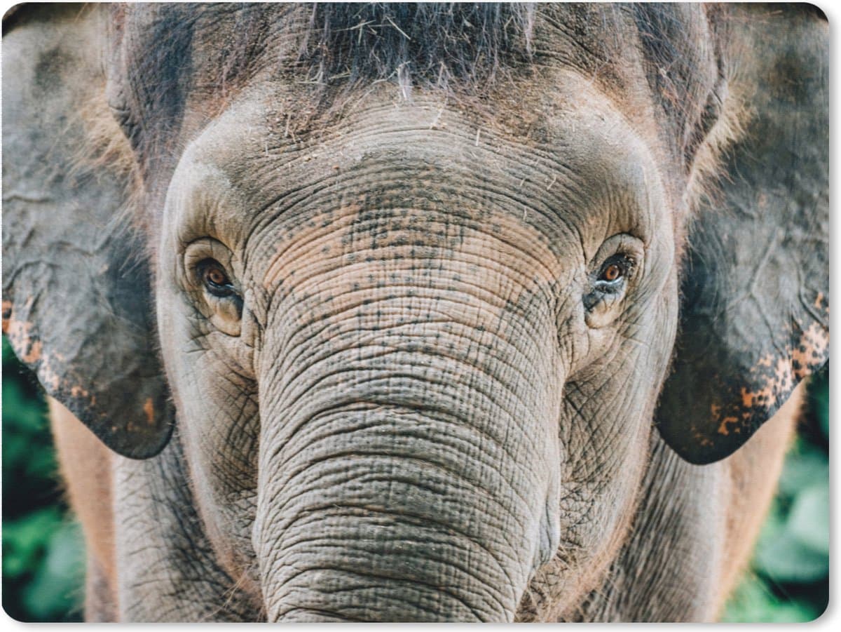 Muismat XXL 80x60 cm - Bureau onderlegger - Bureau mat Olifant - Portret - Dieren - Grijs - Bureaumat - Gaming mousepad xl - Bureaulegger groot - Computer deskmat