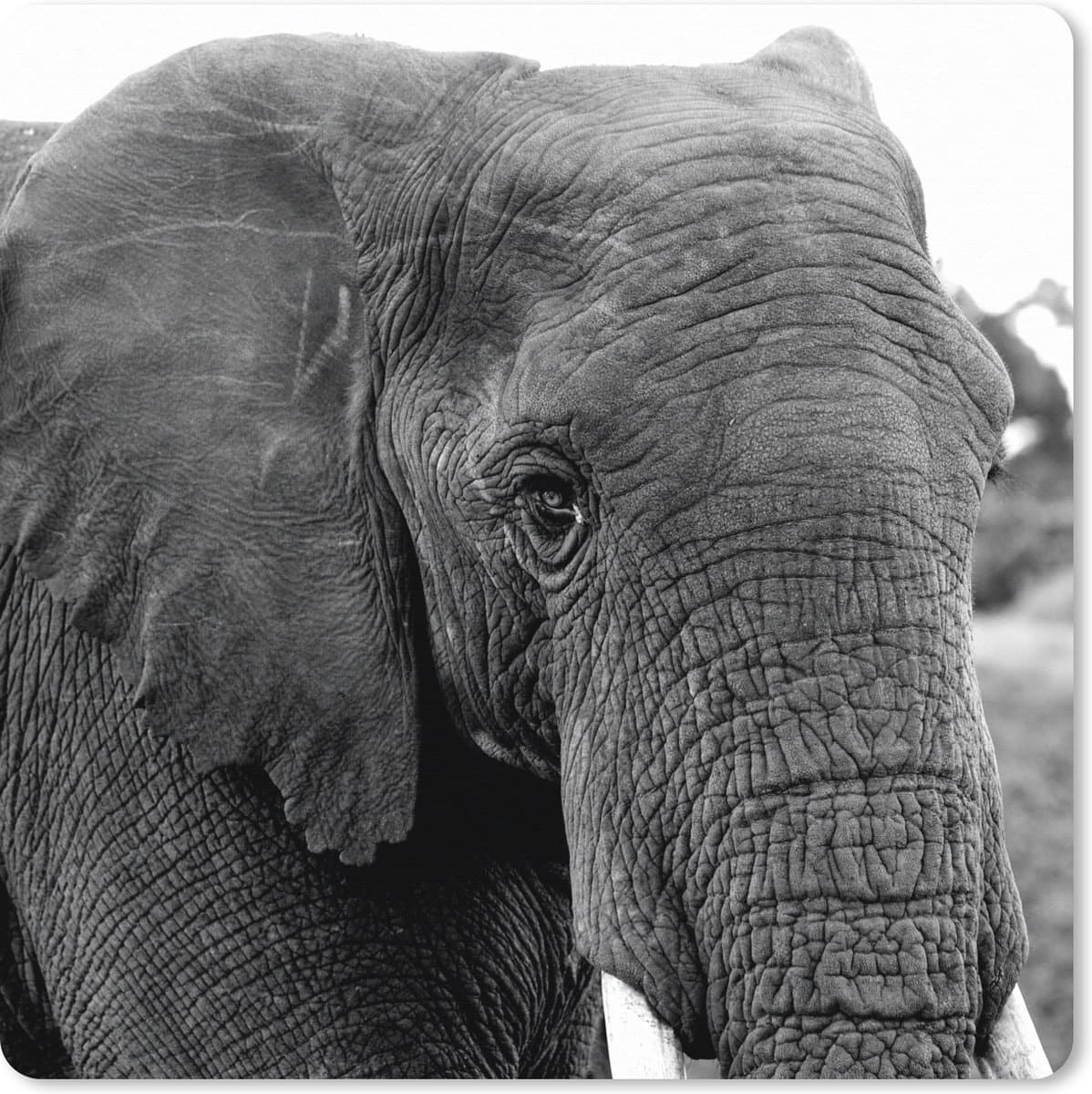Muismat XXL 40x40 cm - Bureau onderlegger - Bureau mat Olifant - Dieren - Zwart - Wit - Natuur - Bureaumat - Gaming mousepad xl - Bureaulegger groot - Computer deskmat